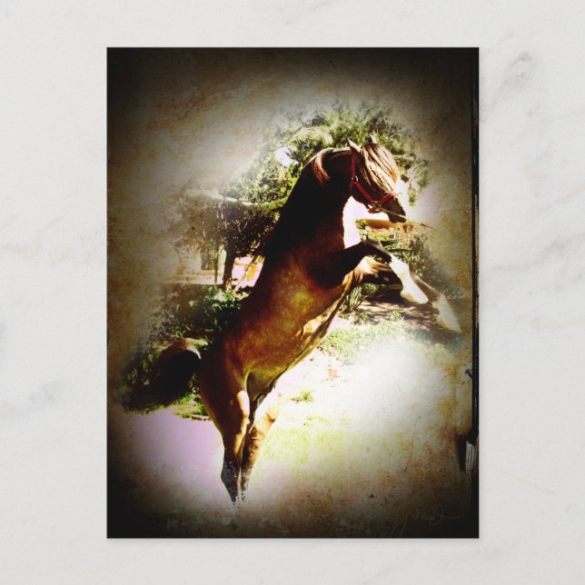 Carte Postale Le Colt Bay (Devant)