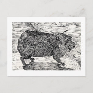 Carte Postale Le cony, Ou Syrien Rock Hyrax