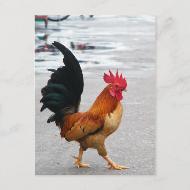Carte Postale Le Coq A Traversé La Route (Devant)