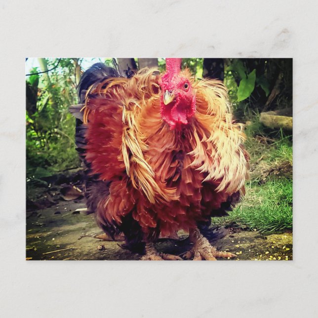 Carte Postale Le Coq de la Maison (Devant)