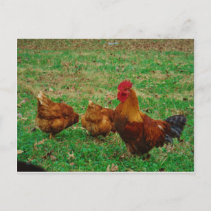 Carte Postale Le coq et ses poulets