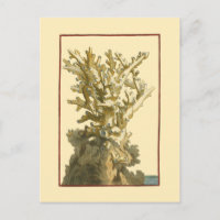 Le corail de la mer