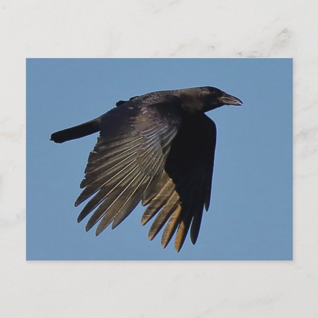 Carte Postale Le Corbeau noir (Devant)
