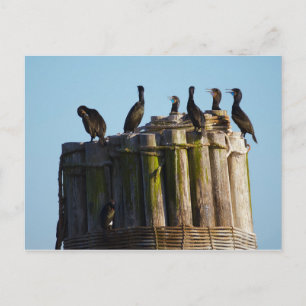 Carte Postale Le Cormorant de Brandt