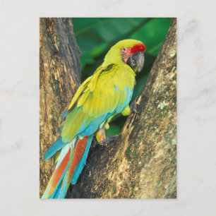Carte Postale Le Costa Rica, arums Ambigua, grand Macaw. vert