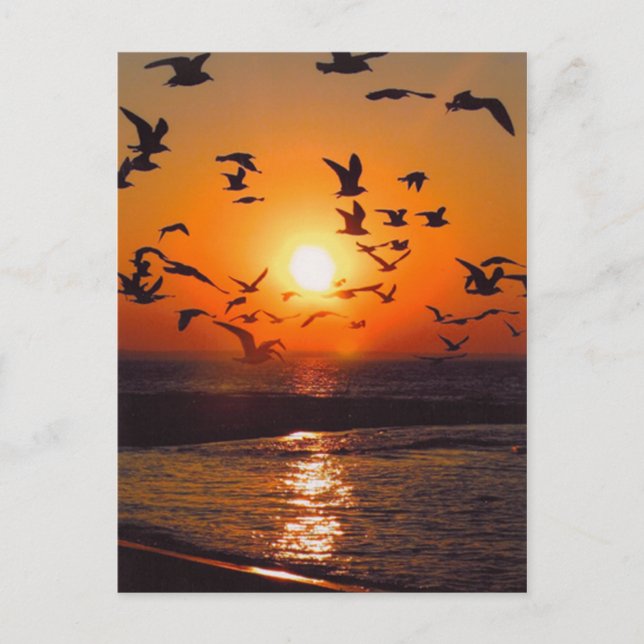 Carte Postale Le coucher du soleil du lac Érié (Devant)