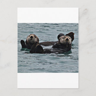 Carte Postale Le couple de loutre