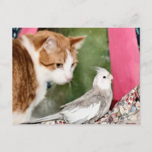 Carte Postale Le couple impair