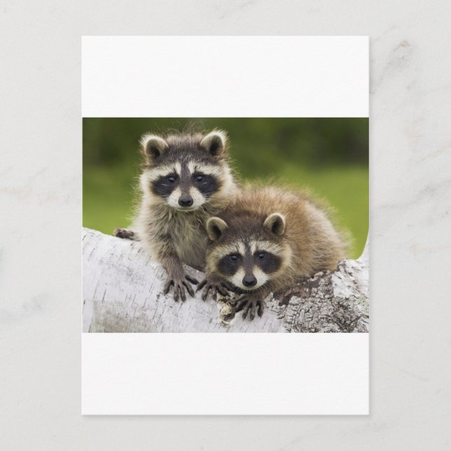 Carte Postale Le couple Raccoon (Devant)