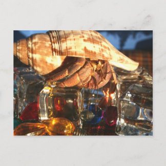 Carte Postale Le crabe d'Hermite sur les glaçons