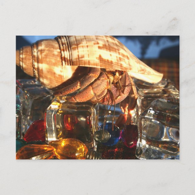 Carte Postale Le crabe d'Hermite sur les glaçons (Devant)