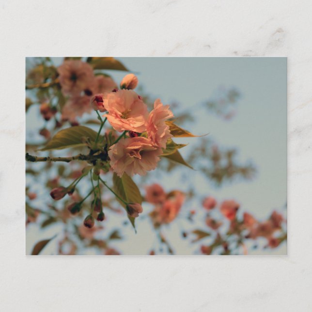 Carte Postale Le crabon de Malus Brandywine Blossom (Devant)