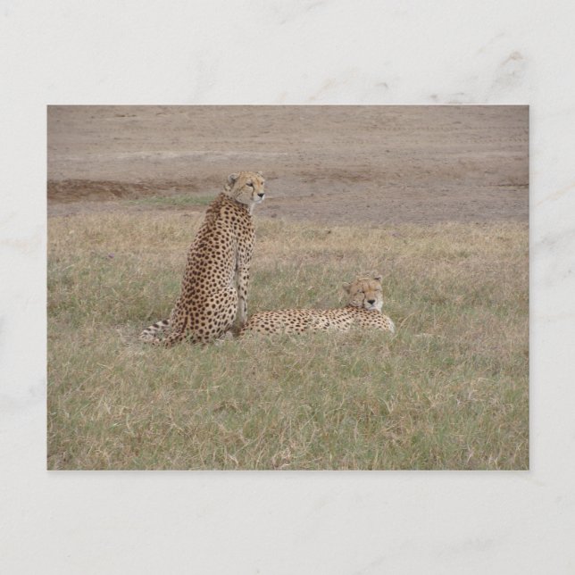 Carte Postale Le cratère de Cheetahs-Ngorongoro (Devant)