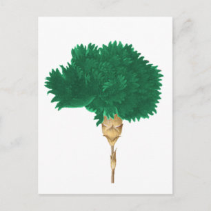 Carte Postale Le culte de Wilde