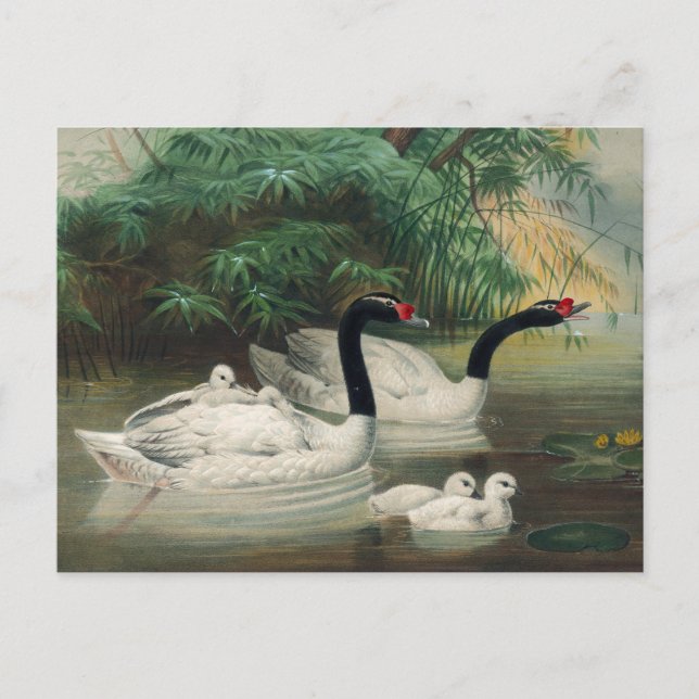 Carte Postale Le cygne à cou noir par Joseph Wolf (Devant)