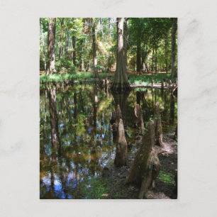 Carte Postale Le Cypress Bog