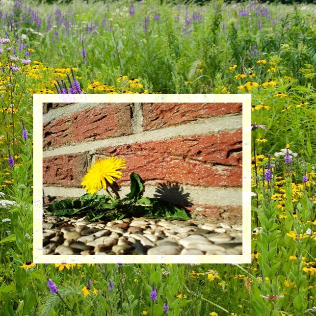 Carte Postale Le Dandelion grandit à travers le rocher Landscapi (Créateur téléchargé)