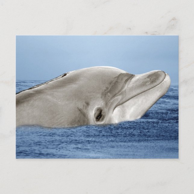 Carte Postale Le dauphin souriant (Devant)