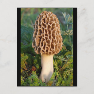 Carte Postale Le délicieux champignon morel