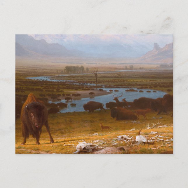 Carte Postale Le Dernier du Buffalo (Devant)