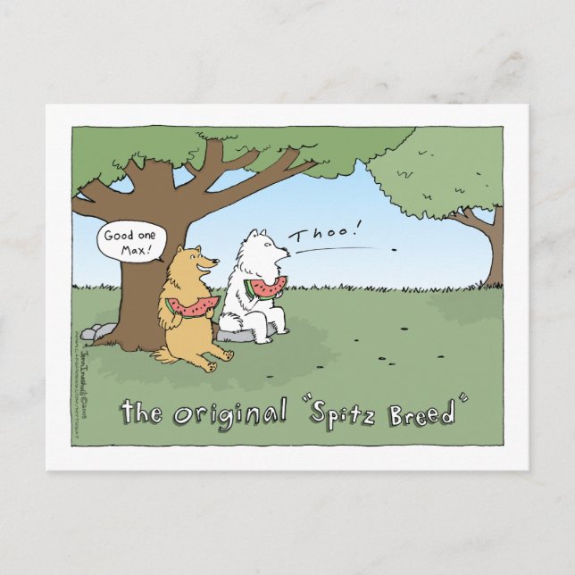 Carte Postale Le dessin original "Spitz Breed" (Devant)