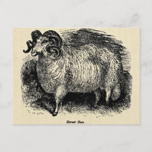 Carte Postale Le Dorset