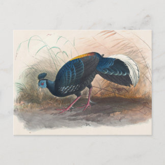 Carte Postale Le faisan de Vieillot sous le feu par Joseph Wolf