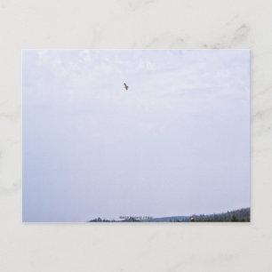Carte Postale Le faucon de Swainson