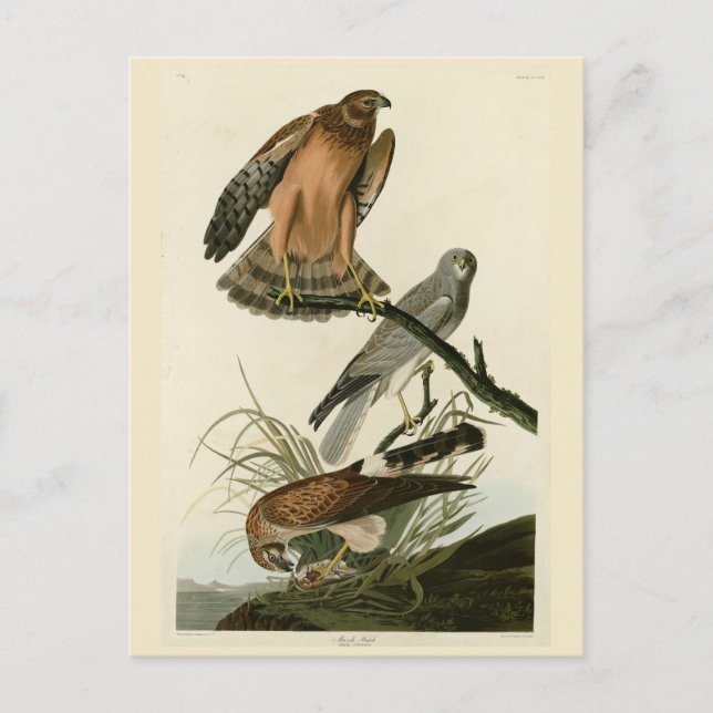 Carte Postale Le faucon des marais des oiseaux d'Amérique d'Audu (Devant)