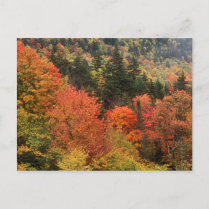 Carte Postale Le feuillage dans les Montagnes Blanches