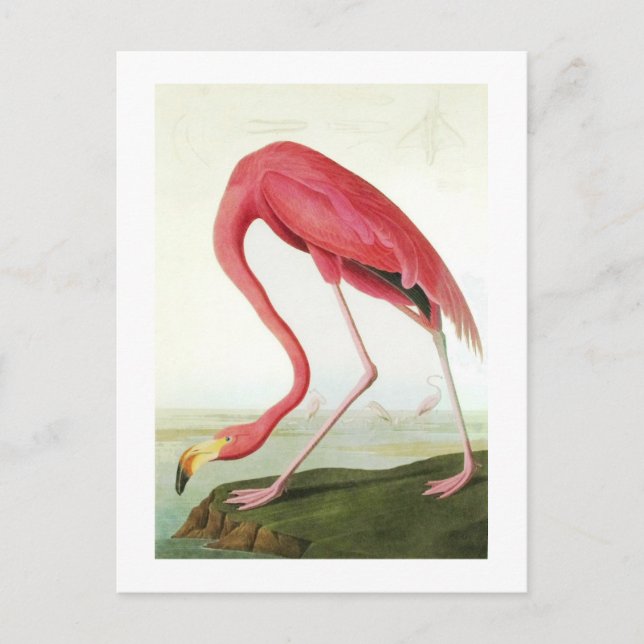 Carte Postale Le Flamant rose d'Audubon (Devant)