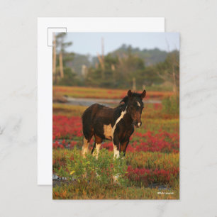 Carte Postale Le Foal De Chincoteague En Fleurs Rouges
