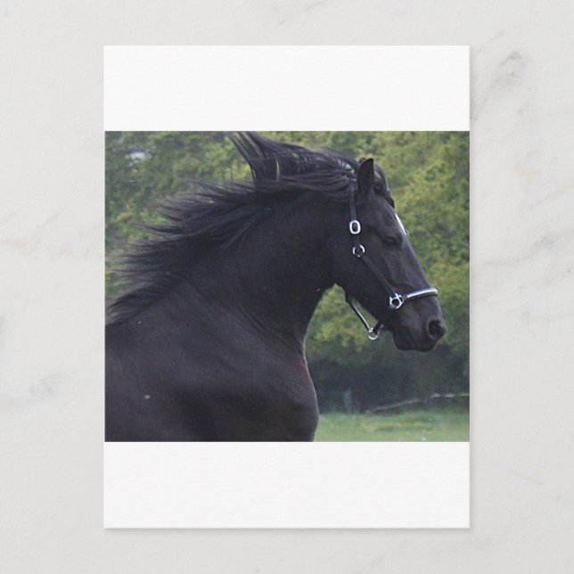 CARTE POSTALE LE FRISON LA PERLE NOIRE (Devant)