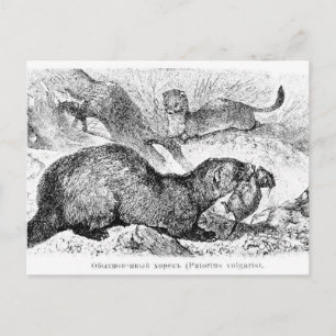 Carte Postale Le furet