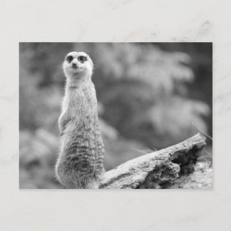 Carte Postale "Le gardien"