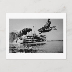 Carte Postale Le genre de canards que nous voyons