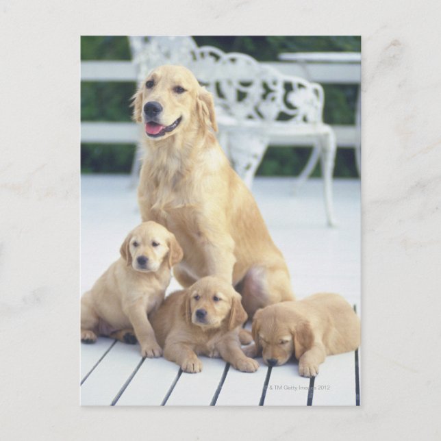 Carte Postale Le Golden Retriever est un établissement relativem (Devant)