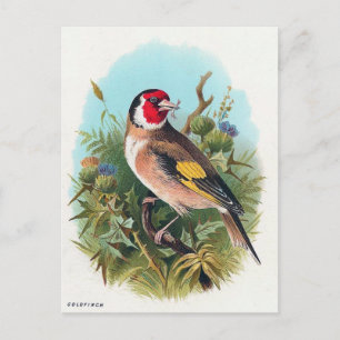 Carte Postale Le Goldfinch