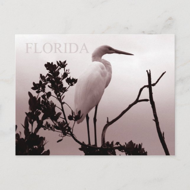 Carte Postale Le Grand Aiguille - Florida Keys (Devant)