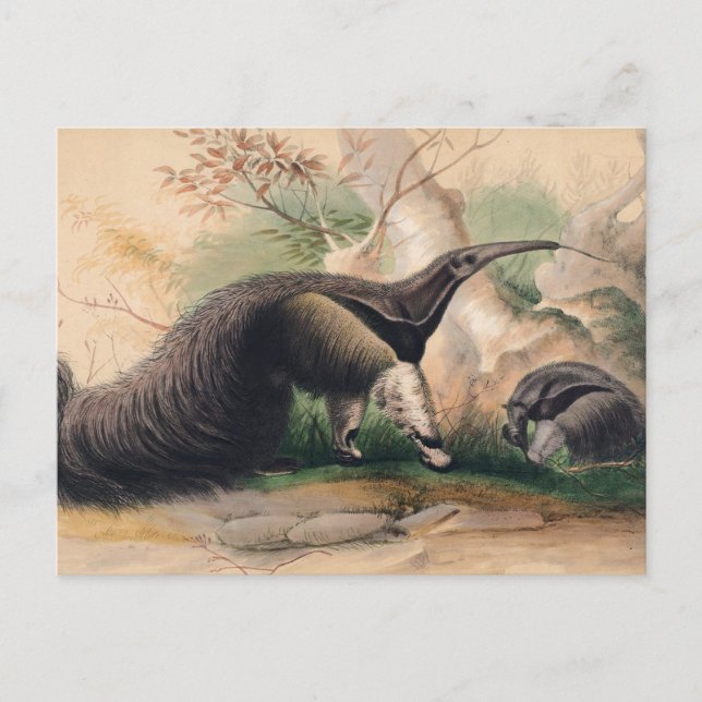 Carte Postale Le Grand Anteater de Joseph Wolf (Devant)