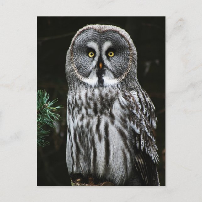 Carte Postale Le grand hibou gris pccn (Devant)
