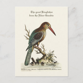 Carte Postale Le grand martin pêcheur du fleuve Gambie