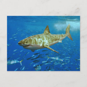Carte Postale Le grand requin blanc Carcharodon Carcharias