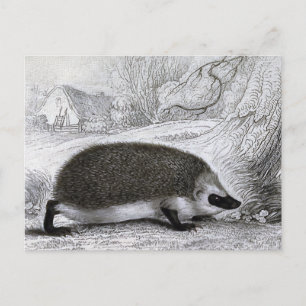 Carte Postale "Le Hérisson"