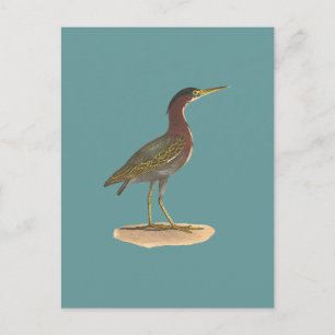 Carte Postale Le héron vert, ou Poke (Ardea virescens)