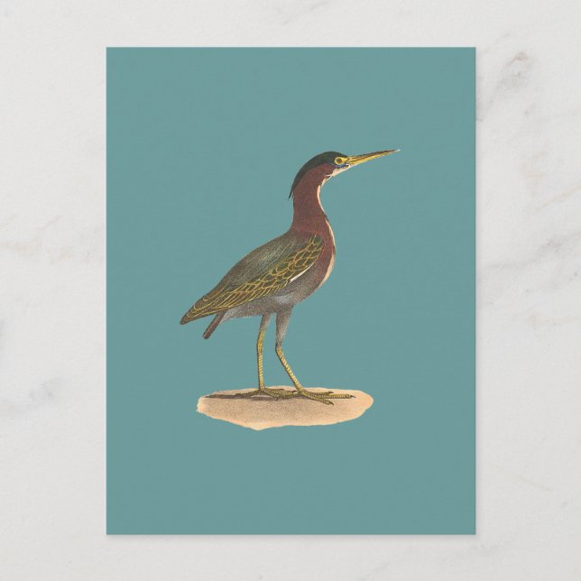 Carte Postale Le héron vert, ou Poke (Ardea virescens) (Devant)