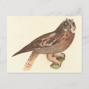 Carte Postale Le hibou à oreilles courtes (Otus palustris) New Y