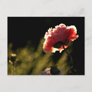 Carte Postale Le jardin du voisin