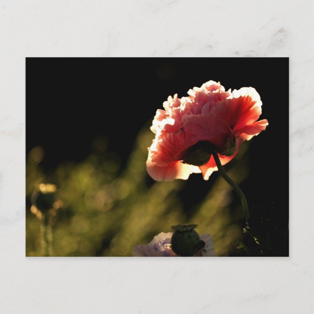 Carte Postale Le jardin du voisin (Devant)