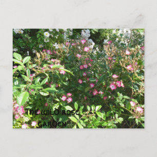 Carte Postale Le jardin rose sauvage